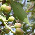 Pistacia khinjuk